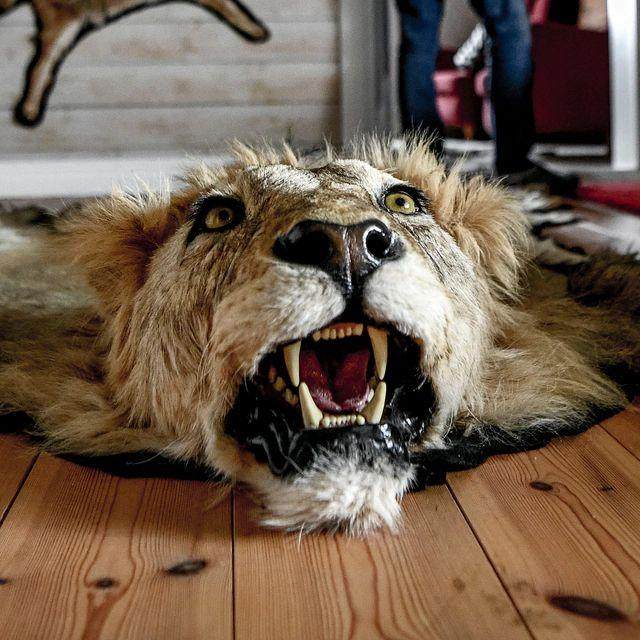 1617891093496088588.jpg 伊布.jpg